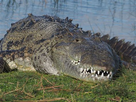 crocodile birkin from the everglades.